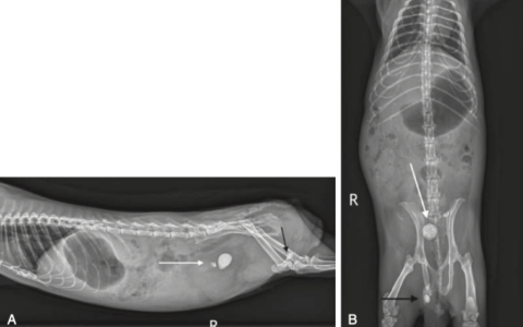 荷兰猪/天竺鼠/豚鼠的泌尿疾病都有哪些？