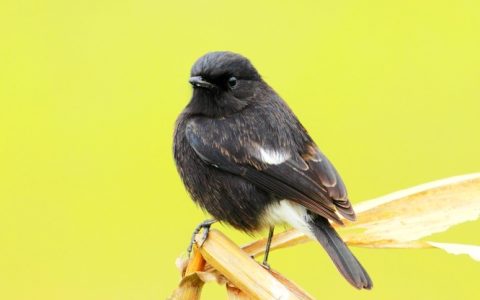 小黑白（白斑黑石鵖）的挑选与饲养攻略