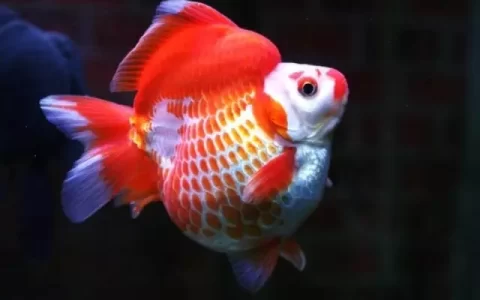 养金鱼如何选择金鱼的饲料？（金鱼饲料怎么选择？）