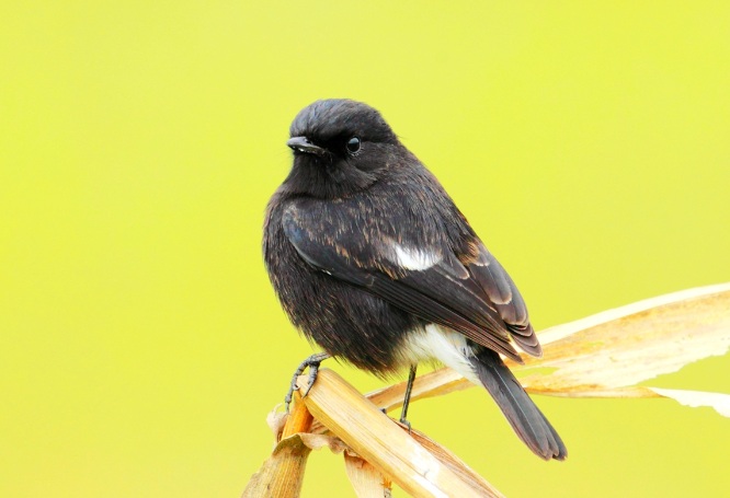 小黑白（白斑黑石鵖）的挑选与饲养攻略