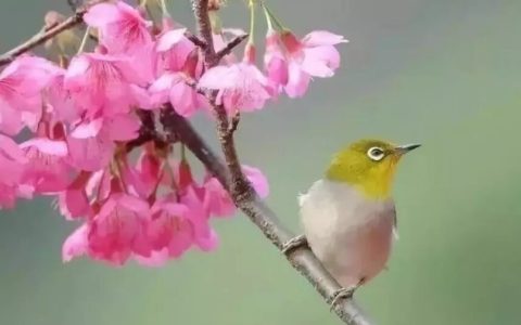 绣眼鸟该怎么遛鸟？（绣眼鸟的两种遛鸟方式）