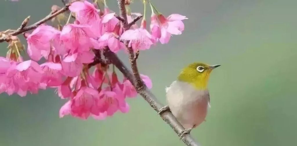 上班族如何饲养绣眼鸟？（上班怎么养绣眼鸟？）