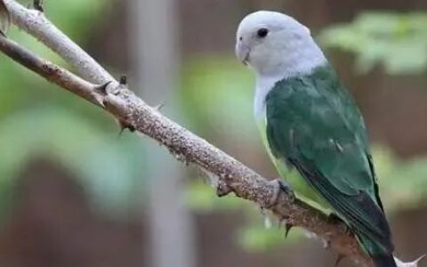 牡丹鹦鹉从属类区分的9个品种，你养过几种？