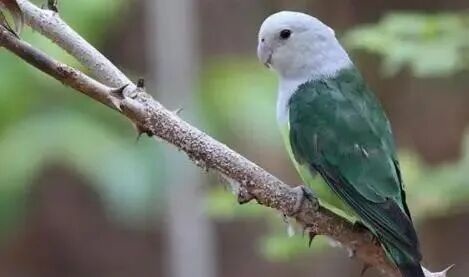 牡丹鹦鹉从属类区分的9个品种，你养过几种？