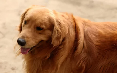 2025新手养狗必备，宠物狗价格一览表