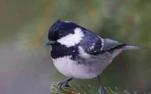 怎么养贝子？（养贝子的心得体会与经验）