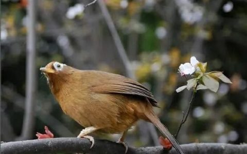 如何去判断鸟的捱门，承功，抗击力?