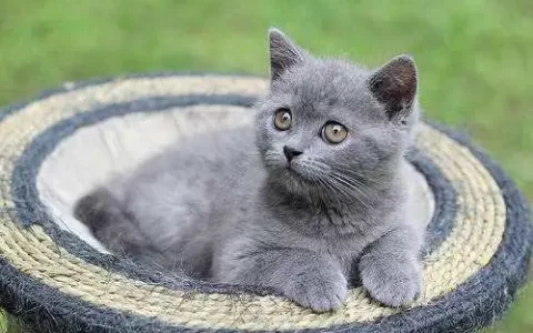 卡尔特猫外形特征（卡尔特猫性格特征）