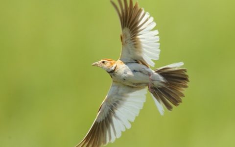 百灵鸟不能正常换羽的原因及处理方法