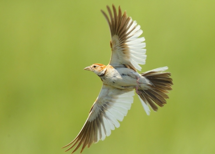 百灵鸟不能正常换羽的原因及处理方法