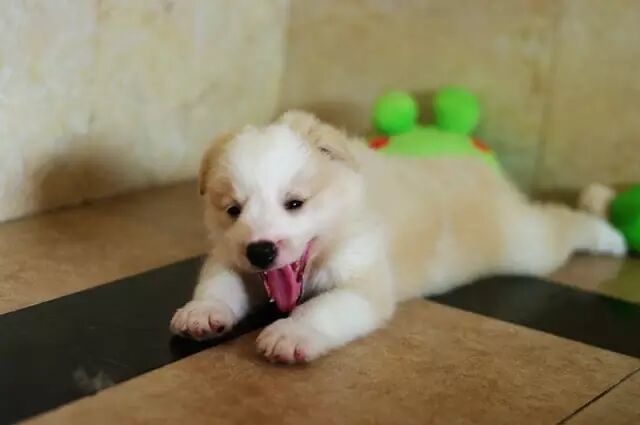 室内养边境牧羊犬的好处及注意事项