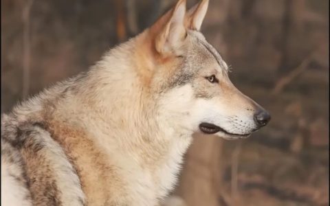 哪个品种的狗狗最好看？（颜值天花板的四大帅犬）