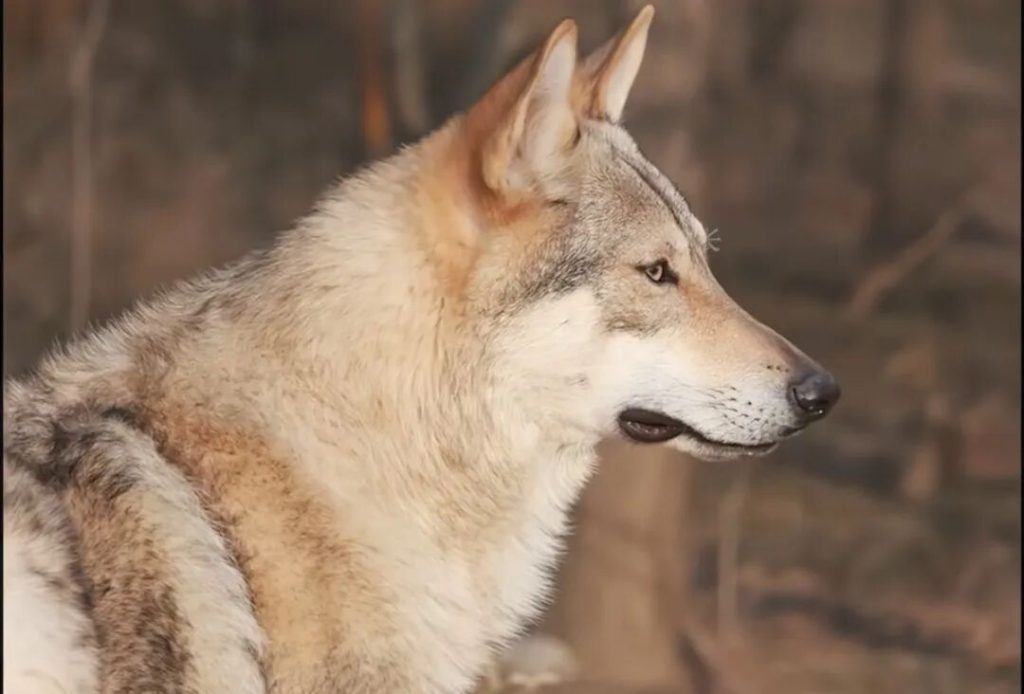 哪个品种的狗狗最好看？（颜值天花板的四大帅犬）