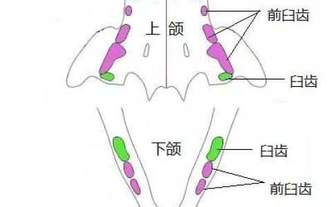 猫咪有多少颗牙齿？你们知道吗？