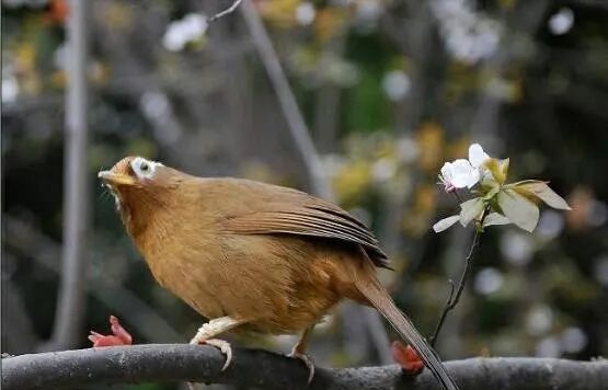 如何去判断鸟的捱门，承功，抗击力?