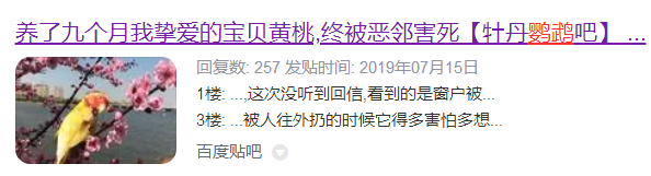 养鹦鹉请量力而行，切不可任性啊