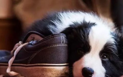 边境牧羊犬为啥有时哼哼唧唧的？