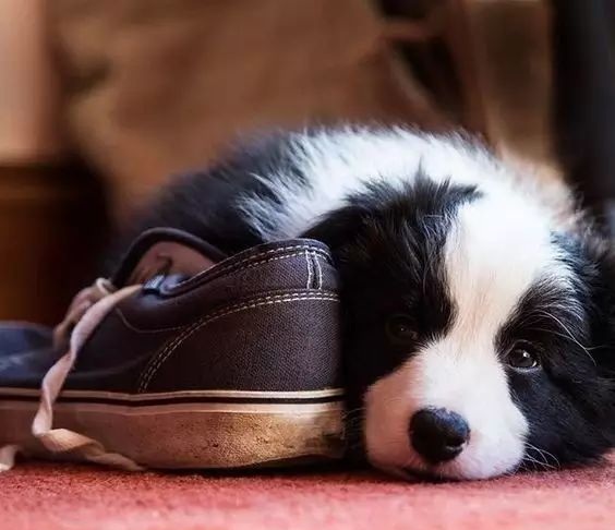 边境牧羊犬为啥有时哼哼唧唧的？