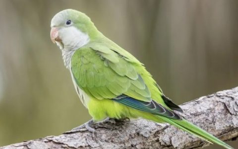 鹦鹉幼鸟的疾病、受伤和护理方案