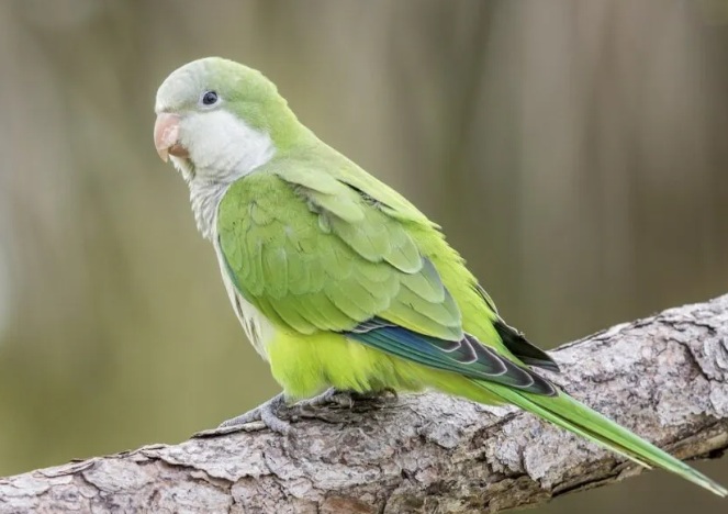 和尚鹦鹉怎么样？僧鹦鹉、灰胸鹦哥、和尚鹦哥的介绍