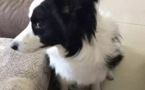 边境牧羊犬和你赌气会有哪些反应？