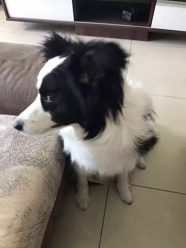 边境牧羊犬和你赌气会有哪些反应？