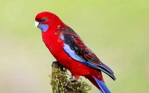 深红玫瑰鹦鹉形态、分类、习性和食性介绍