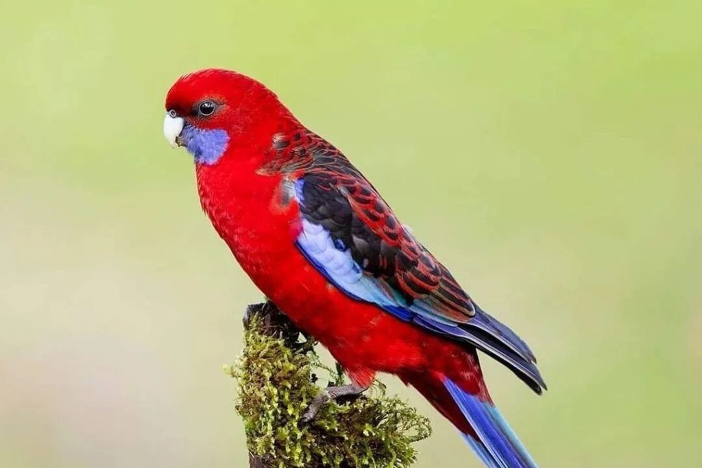 深红玫瑰鹦鹉形态、分类、习性和食性介绍