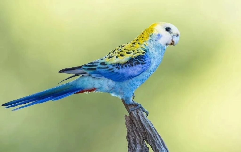 淡头玫瑰鹦鹉形态、品种、繁殖、养殖介绍