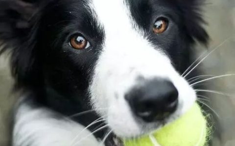 如何训练边境牧羊犬捡东西？