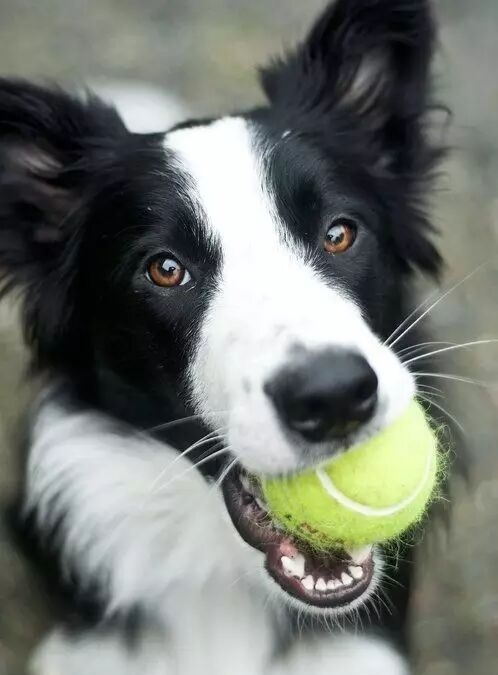 如何训练边境牧羊犬捡东西？