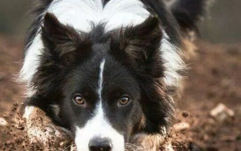 什么时候训练边境牧羊犬最好？（训练边境牧羊犬的几个黄金时机）