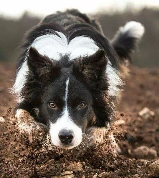 什么时候训练边境牧羊犬最好？（训练边境牧羊犬的几个黄金时机）