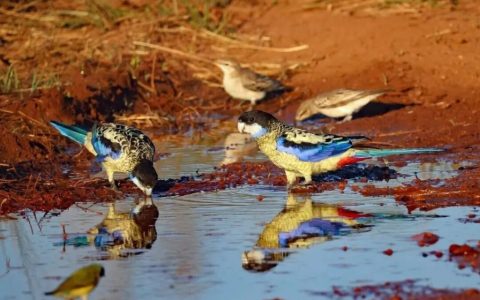 北部玫瑰鹦鹉品种介绍（北部玫瑰鹦鹉是什么鹦鹉？好养不？）