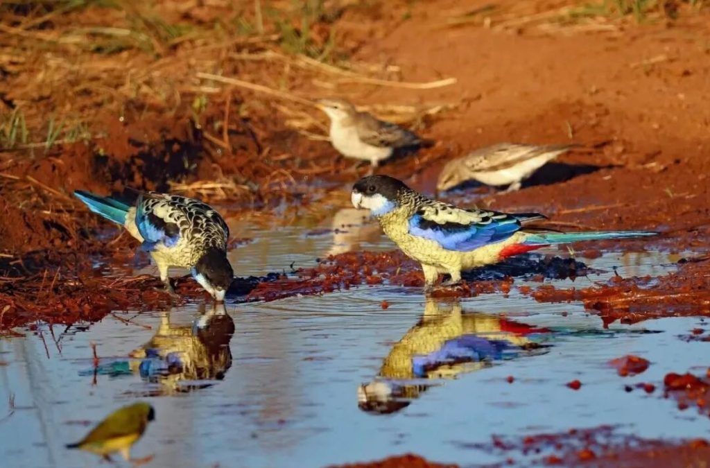 北部玫瑰鹦鹉品种介绍（北部玫瑰鹦鹉是什么鹦鹉？好养不？）