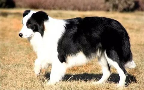 边境牧羊犬喜欢刨土怎么办？