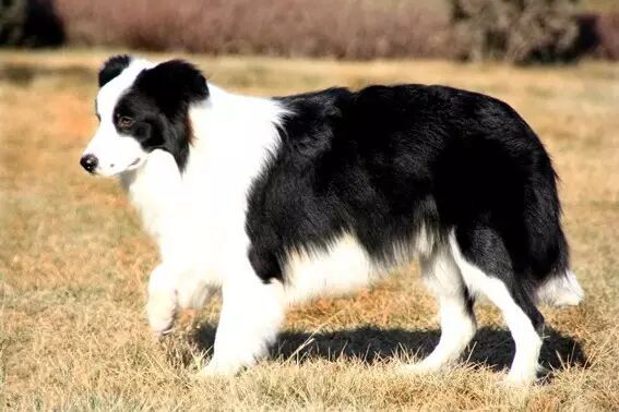 边境牧羊犬喜欢刨土怎么办？