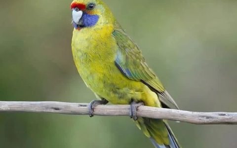 鹦鹉品种介绍：绿玫瑰鹦鹉的习性、喂养及饲养