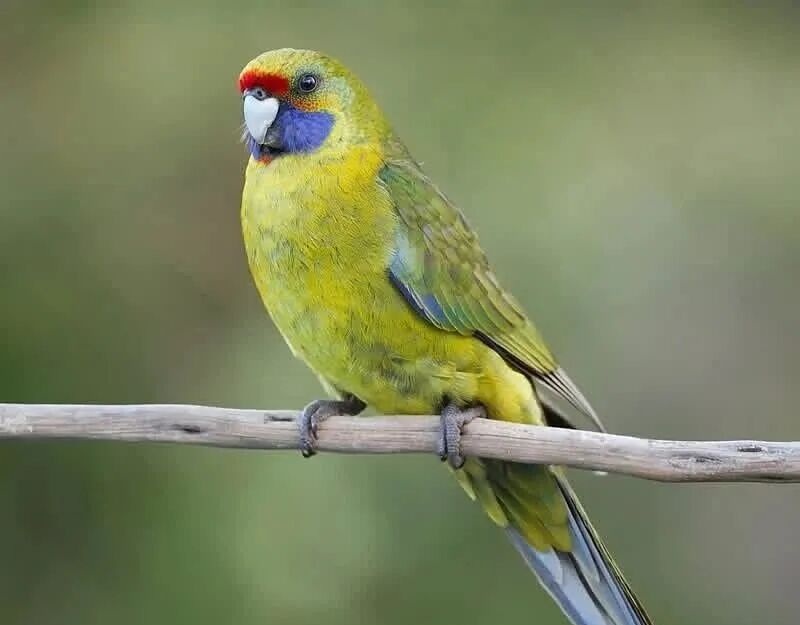 鹦鹉品种介绍:绿玫瑰鹦鹉的习性、喂养及饲养