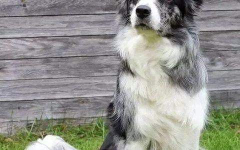 如何训练边境牧羊犬？（训练边境牧羊犬的一些手势与口令）