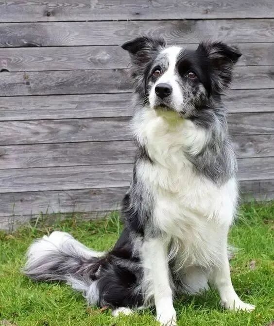 如何训练边境牧羊犬？（训练边境牧羊犬的一些手势与口令）