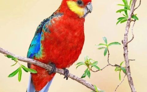 西部玫瑰鹦鹉是什么？如何饲养西部玫瑰鹦鹉？