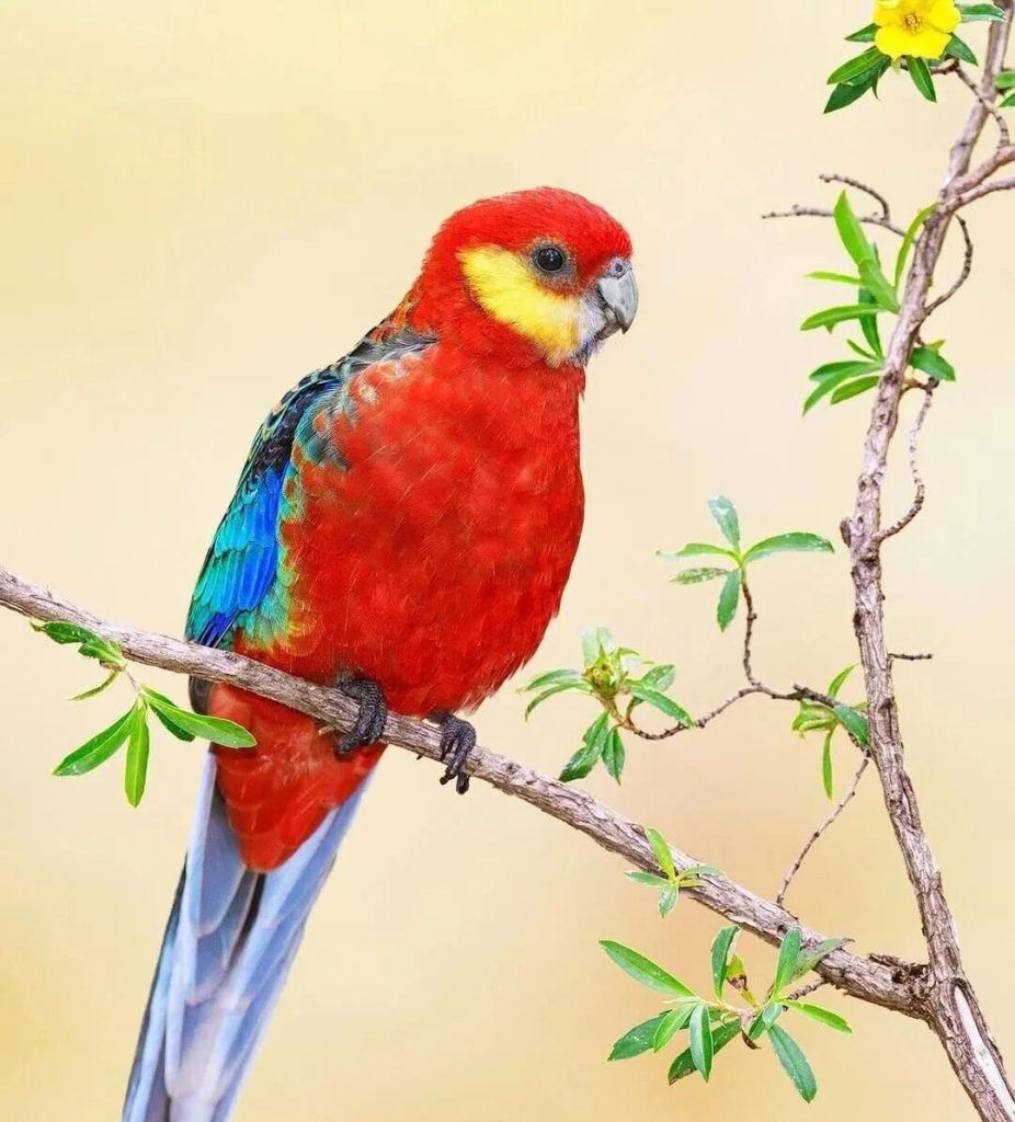 西部玫瑰鹦鹉是什么？如何饲养西部玫瑰鹦鹉？