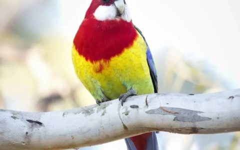 东部玫瑰鹦鹉如何饲养？东部玫瑰鹦鹉的习性及饲养建议
