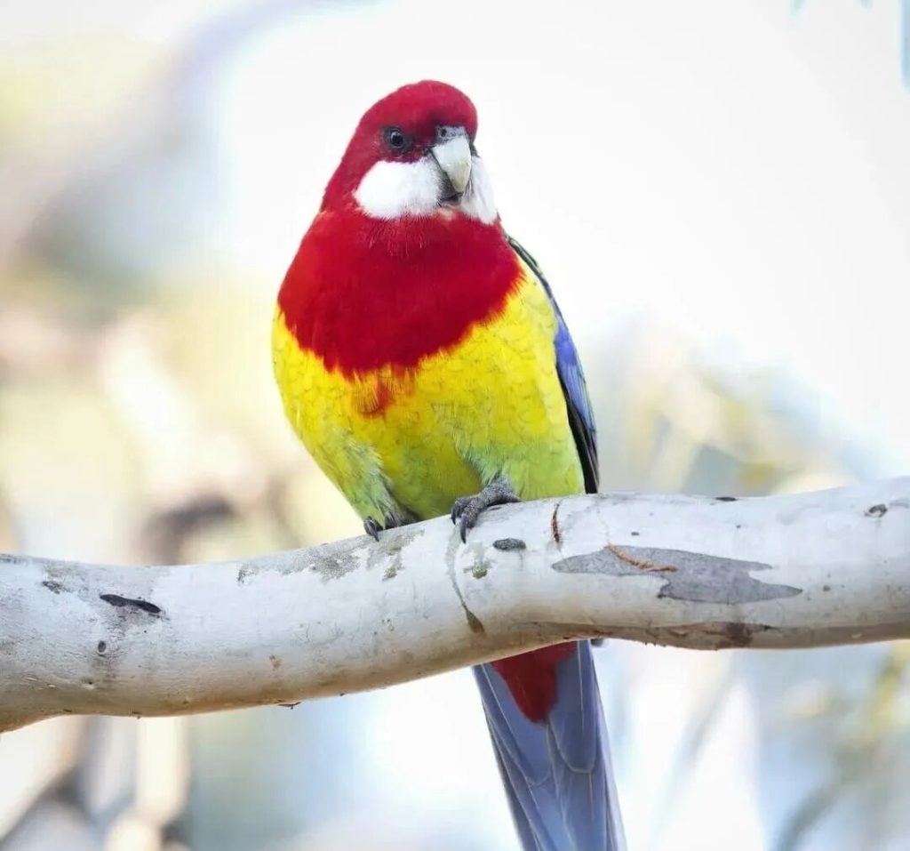 东部玫瑰鹦鹉如何饲养？东部玫瑰鹦鹉的习性及饲养建议