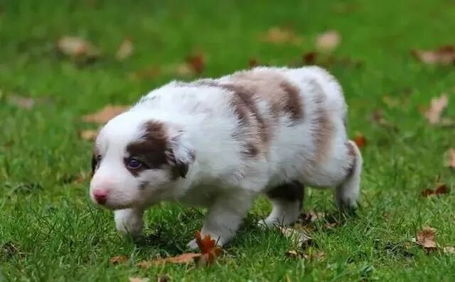 训练边境牧羊犬幼犬要考虑的几个问题