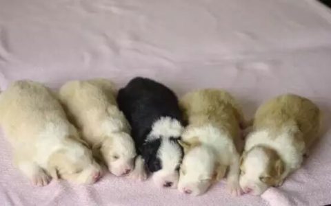 如何避免买到“星期边境牧羊犬”？