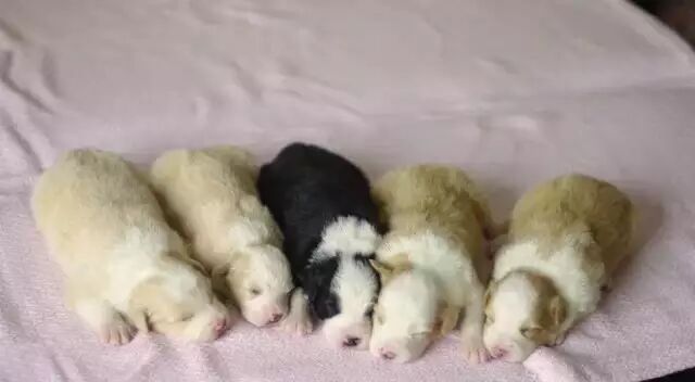 如何避免买到“星期边境牧羊犬”？