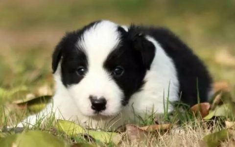 影响边境牧羊犬皮肤好坏的几个因素