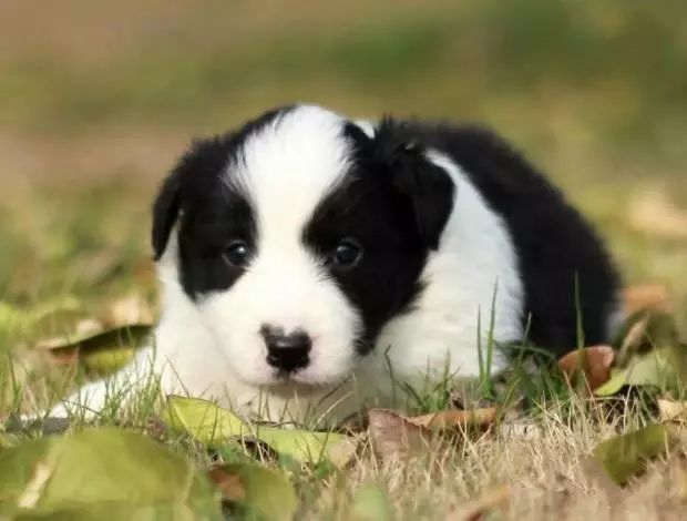 影响边境牧羊犬皮肤好坏的几个因素